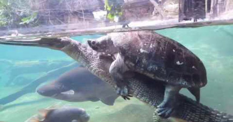 RARE FOOTAGE: Turtle Takes A Piggyback Ride On A Gharial Crocodile – I ...